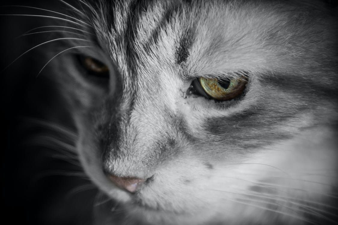 Veterinary examination of a cat