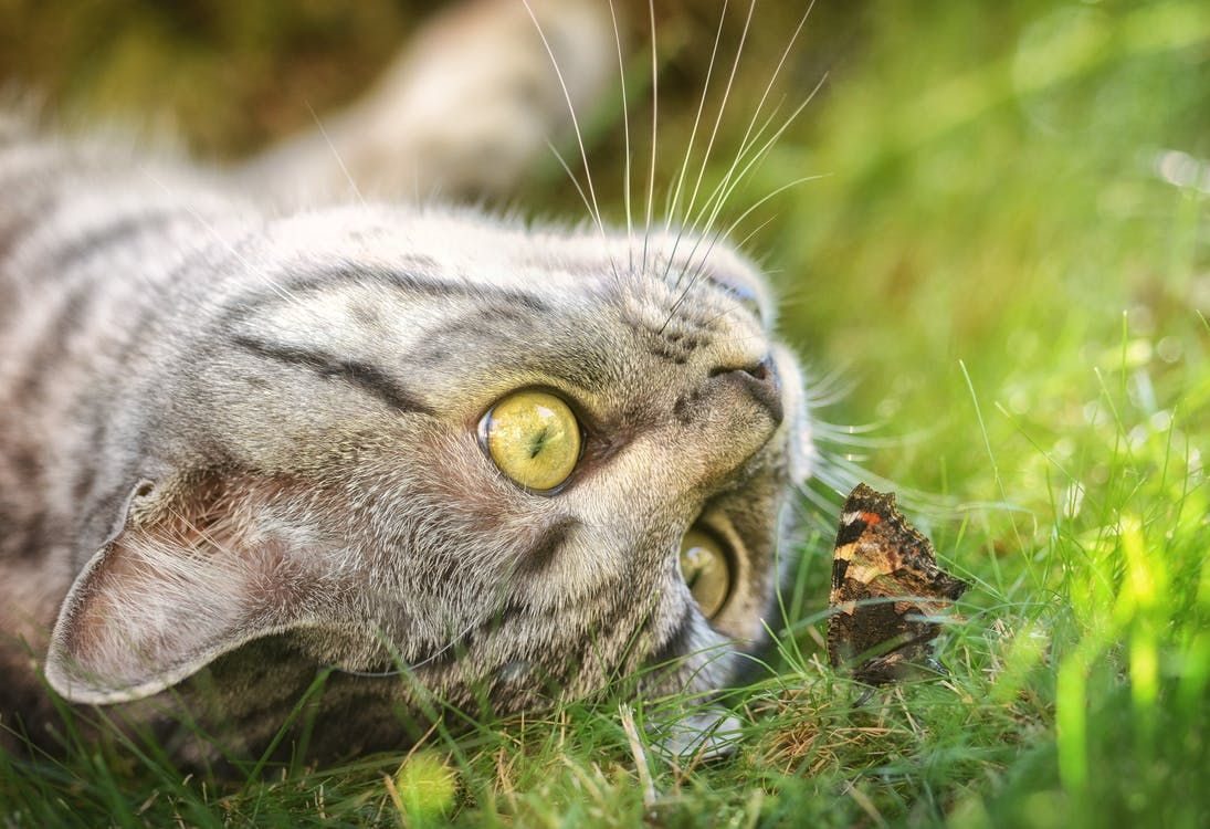 Cat in the grass