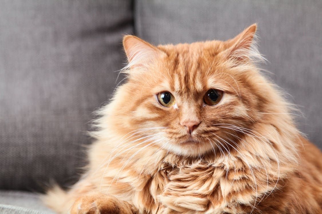 A healthy cat