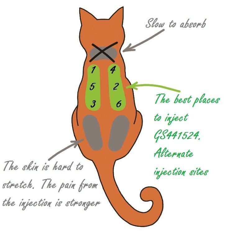 Scheme of subcutaneous injection sites for GS441524
