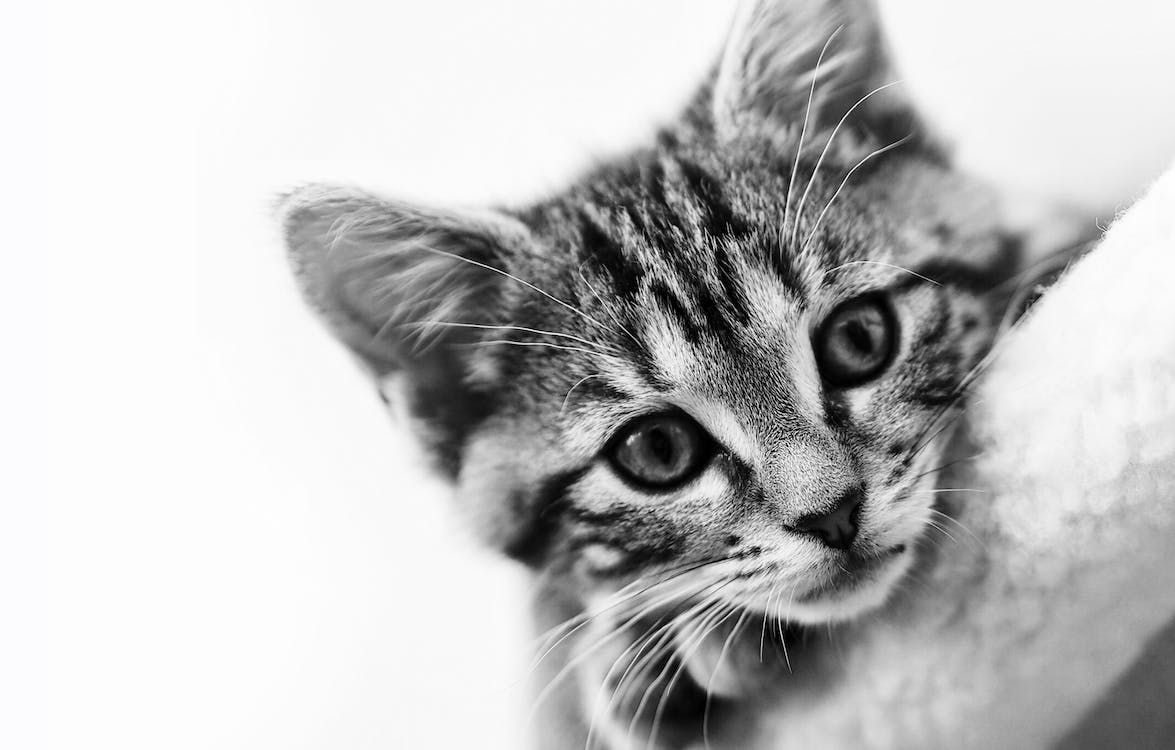 Kitten